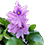 Pontederia_crassipes_transp_45x45