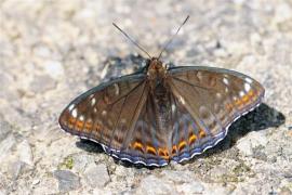 populi_toussaint.jpg populi_toussaint.jpg