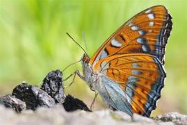 populi_toussaint2.jpg populi_toussaint2.jpg