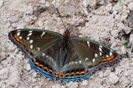 populi_vio3.JPG populi_vio3.JPG