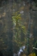 Potamogeton crispus