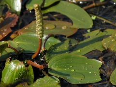Potamogeton natans.JPG Potamogeton natans.JPG