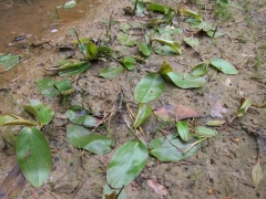 Potamogeton polygonifolius 2 Potamogeton polygonifolius 2