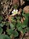 Potentilla sterilis [copyright Wibail Lionel]