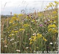 prairie de fauche 6510