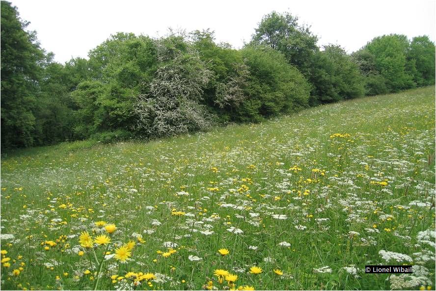 prairie de fauche 6510