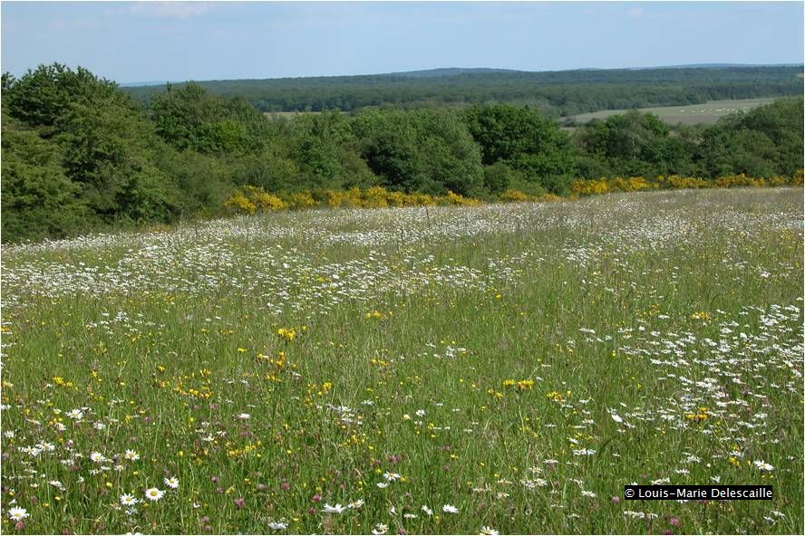 prairie de fauche 6510