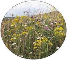 prairie de fauche mésophiles