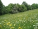 prairie de fauche moyennement fertilisée [copyright Wibail Lionel]