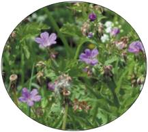 prairie de fauche submontagnarde