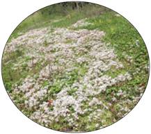 prairie des substrats rocheux