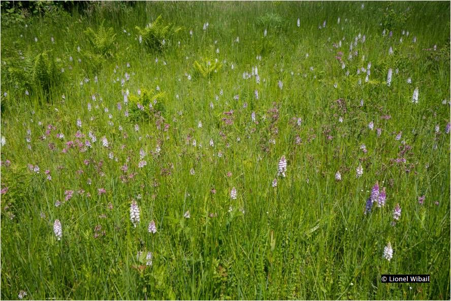 Prairie humides - 6410