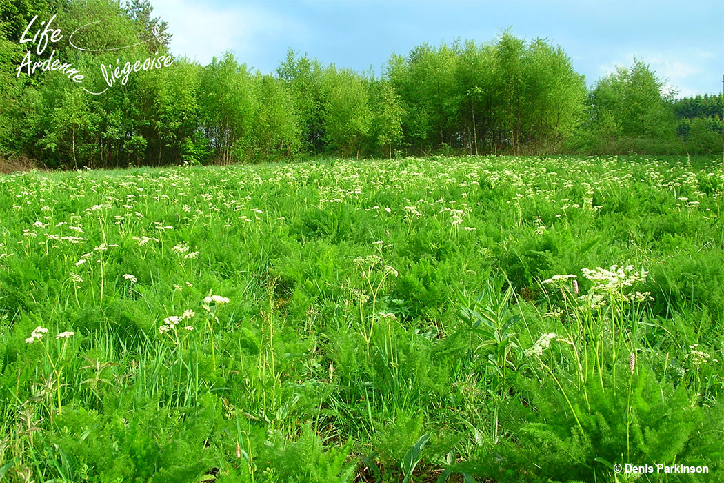 Prairie_submontagnarde
