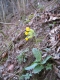 Primula veris [copyright Wibail Lionel]