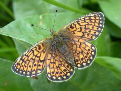 DSCN9482.JPG DSCN9482.JPG