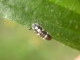 propylea_quat_larvae_sanmartin.jpg