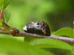 pruni_chrysalide_baugnee2.JPG pruni_chrysalide_baugnee2.JPG