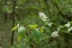 Prunus padus [copyright Wibail Lionel]
