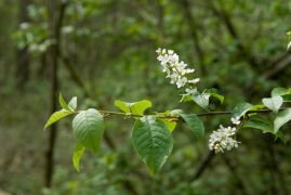 Prunus padus.jpg Prunus padus.jpg