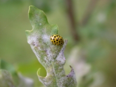 psyllobora_sanmartin.jpg psyllobora_sanmartin.jpg