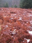 Ptéridaie ardenne Ptéridaie ardenne