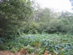 Ptéridaie Condroz Ptéridaie Condroz