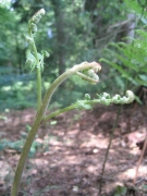 Pteridium aquilinum Pteridium aquilinum