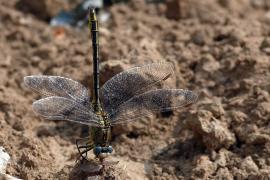 pulchellus20100630 018.JPG pulchellus20100630 018.JPG