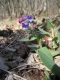 Pulmonaria montana [copyright Wibail Lionel]