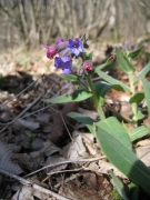 Pulmonaria montana Pulmonaria montana