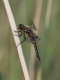 Libellule à quatre taches (Libellula quadrimaculata) [copyright Rouck Jean]