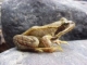 Amphibiens