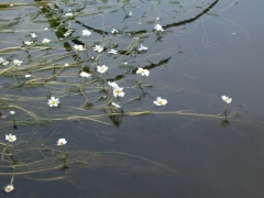 Ranunculus fluitans.JPG Ranunculus fluitans.JPG