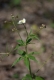 Ranunculus platanifolius [copyright Wibail Lionel]