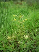 Ranunculus sceleratus.jpg Ranunculus sceleratus.jpg