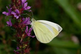 rapae_delacre.jpg rapae_delacre.jpg