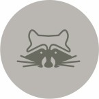 le raton laveur