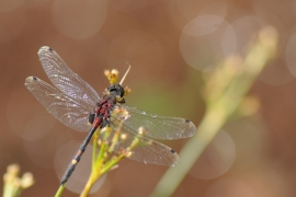 RCO_3194 - Leuccorhynia dubia.JPG RCO_3194 - Leuccorhynia dubia.JPG