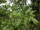 Rhamnus cathartica [copyright]