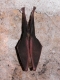 Rhinolophus_ferrumequinum_JLG_04.jpg