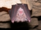 Rhinolophus_ferrumequinum_JLG_08.jpg