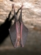 Rhinolophus_hipposideros_JLG_07.jpg
