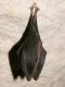 Rhinolophus_hipposideros_JLG_09.jpg