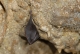 Rhinolophus_hipposideros_JLG_10.jpg