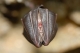 Rhinolophus_hipposideros_JLG_13.jpg