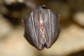 Rhinolophus_hipposideros_JLG_13.jpg Rhinolophus_hipposideros_JLG_13.jpg