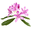 Rhododendron_45x45