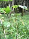 Ribes rubrum [copyright Wibail Lionel]