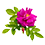 Rosa_45x45