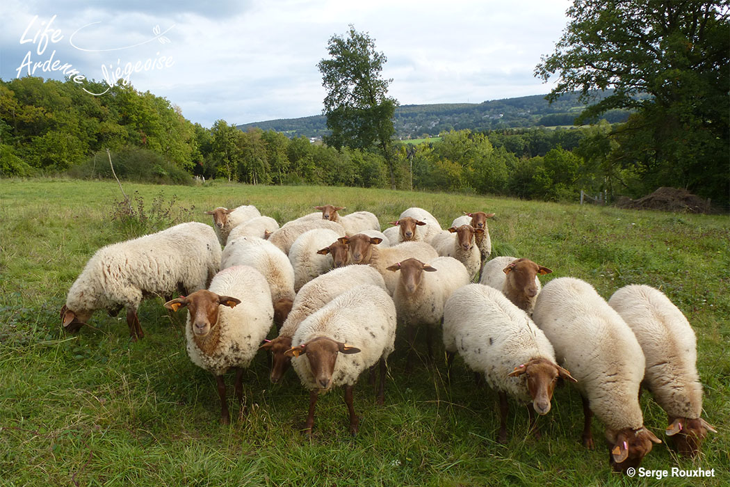 Roux ardennais RN Wilbrote 260914b_Serge_Rouxhet